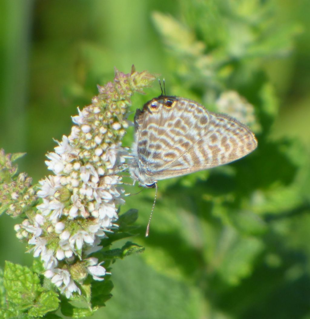 Leptotes pirithous